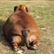 Illustration for article titled Meet Obie, the 77-lbs Dachshund That's Struggling to Lose Weight